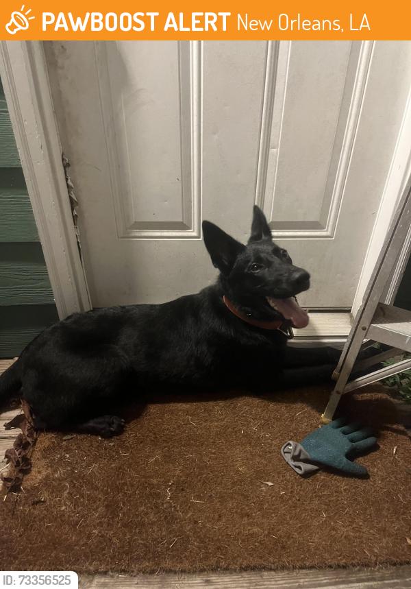 Found/Stray Female Dog last seen Earhart and Norman C Francis, New Orleans, LA 70125