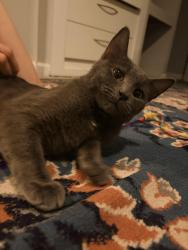 Found/Stray Male Cat last seen Meigs, Rochester, NY 14607