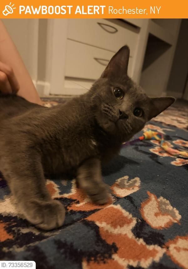 Found/Stray Male Cat last seen Meigs, Rochester, NY 14607