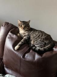 Lost Male Cat last seen Atkinson street Birmingham gardens, Birmingham Gardens, NSW 2287