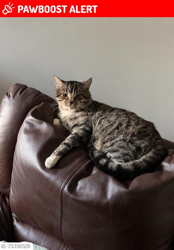 Lost Male Cat last seen Atkinson street Birmingham gardens, Birmingham Gardens, NSW 2287