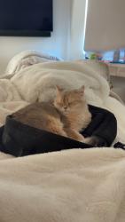 Reunited Male Cat last seen Via Palermo, Newport Beach, CA 92663, USA, Newport Beach, CA 92663