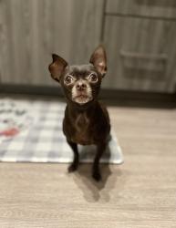 Lost Female Dog last seen Raspberry lane, Pasadena, TX 77502