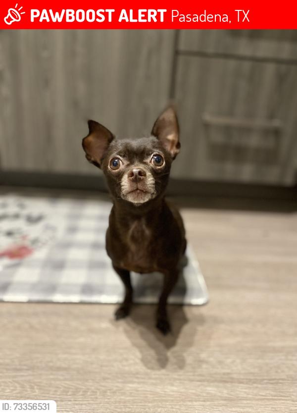 Lost Female Dog last seen Raspberry lane, Pasadena, TX 77502