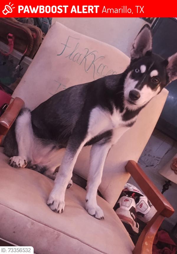 Lost Female Dog last seen 9th St, Amarillo, TX 79107