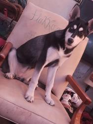 Lost Female Dog last seen 9th St, Amarillo, TX 79107