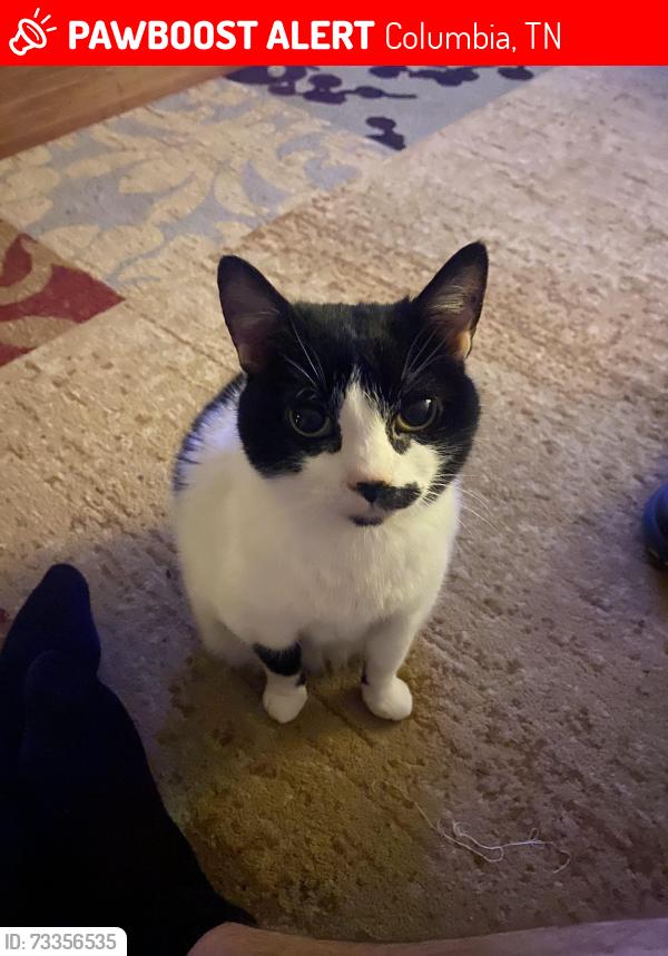 Lost Female Cat last seen Carpenter Bridge Rd, Columbia, TN 38401
