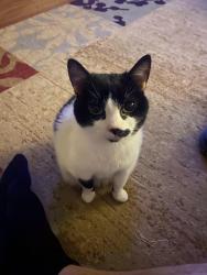 Lost Female Cat last seen Carpenter Bridge Rd, Columbia, TN 38401