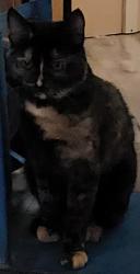 Lost Female Cat last seen Bridal Veil Falls Dr and Victoria falls, Nampa, ID 83686