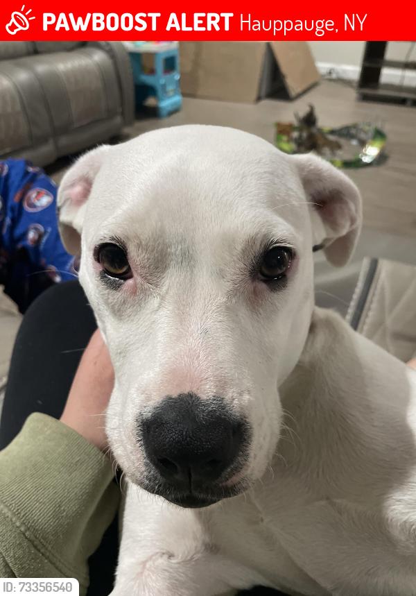 Lost Female Dog last seen Atlantic place, Hauppauge, NY 11788