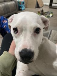 Lost Female Dog last seen Atlantic place, Hauppauge, NY 11788