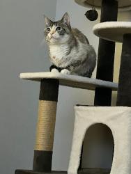 Lost Female Cat last seen Red bluff rd, Pasadena, TX 77503