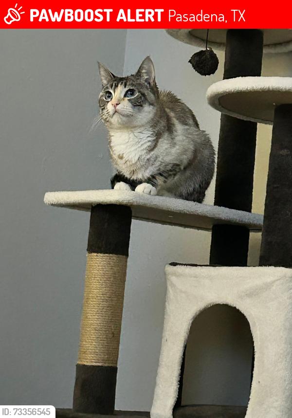 Lost Female Cat last seen Red bluff rd, Pasadena, TX 77503