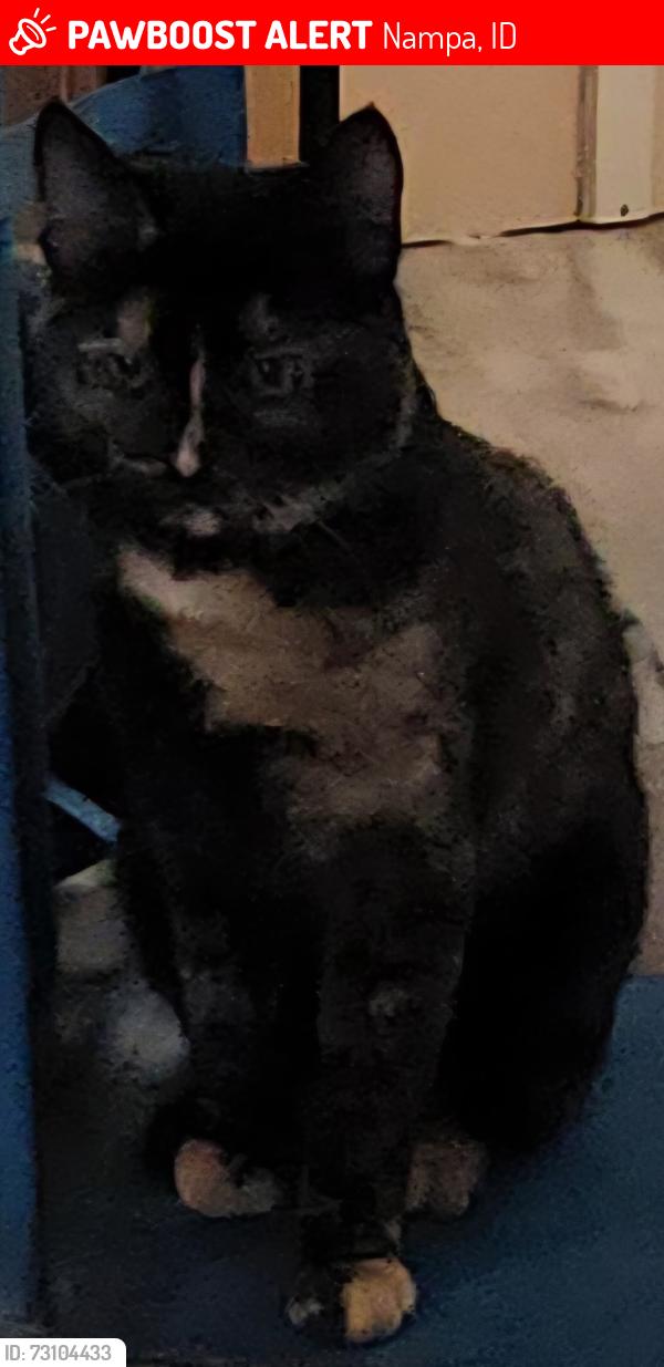 Lost Female Cat last seen Bridal Veil Falls Dr and Victoria falls, Nampa, ID 83686