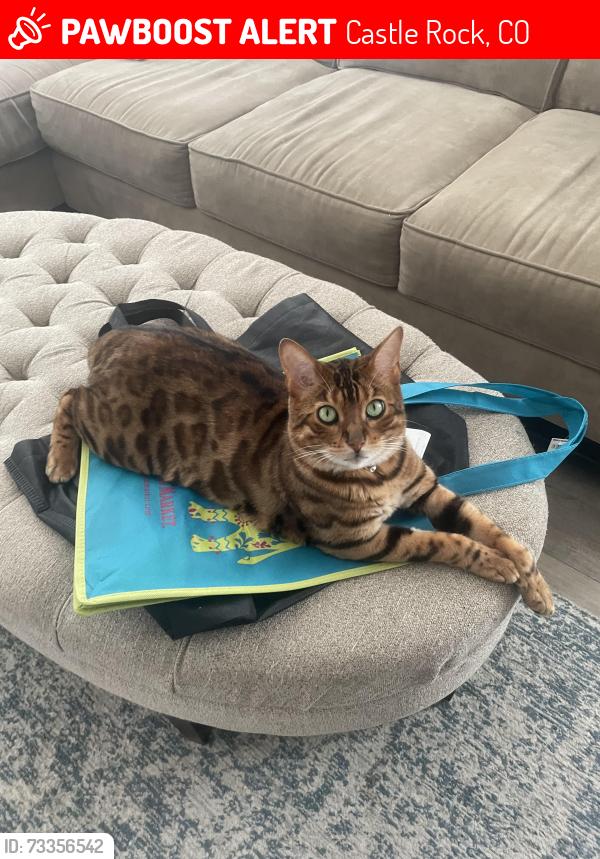 Lost Male Cat last seen Plum Creek Parkway by the soccer fields and dog park, Castle Rock, CO 80104