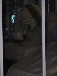 Reunited Unknown Dog last seen Shelton st. and Baker st., Santa Ana, CA 92703