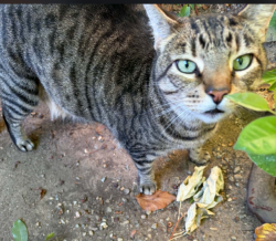 Found/Stray Male Cat last seen West Dovewood lane and Feland Ave, Fresno, CA, Fresno, CA 93711
