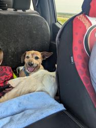 Lost Male Dog last seen Lost Park Campground off of road 854, Jefferson, CO 80456