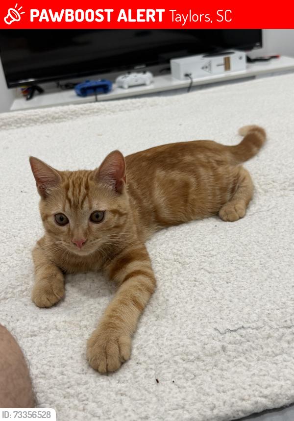 Lost Male Cat last seen Cotswold Terr 29697, Taylors, SC 29687