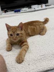 Lost Male Cat last seen Cotswold Terr 29697, Taylors, SC 29687