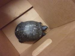 Shelter Stray Female Other last seen , 14409 Vanowen St, Van Nuys, CA 91405, USA