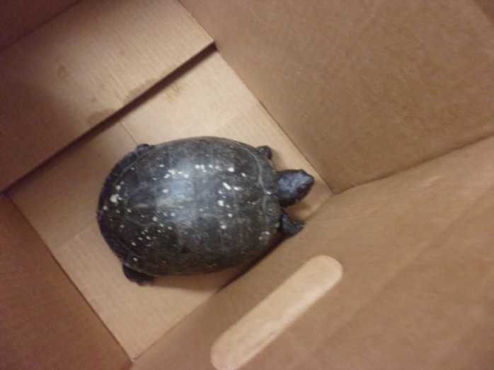 Shelter Stray Female Other last seen , 14409 Vanowen St, Van Nuys, CA 91405, USA