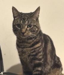 Lost Male Cat last seen St james street station, Greater London, England E17 7PF