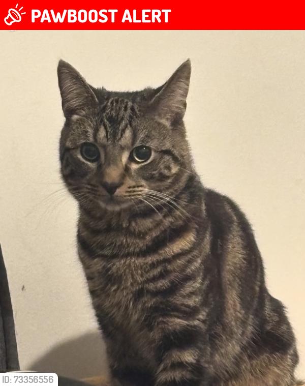 Lost Male Cat last seen St james street station, Greater London, England E17 7PF