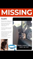 Lost Male Cat last seen Craigieburn behind thw old Craigieburn plaza, Craigieburn, VIC 3064