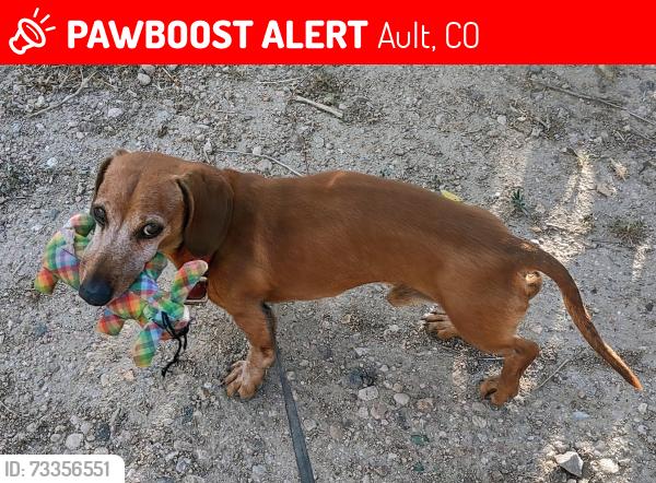 Lost Male Dog last seen Hwy 14 and Co Rd 61, Ault, CO 80610