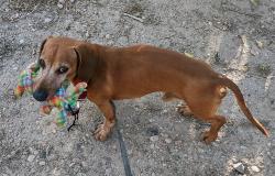 Lost Male Dog last seen Hwy 14 and Co Rd 61, Ault, CO 80610