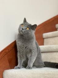 Lost Male Cat last seen No 4 road, Williams road and shell road, Richmond, BC 