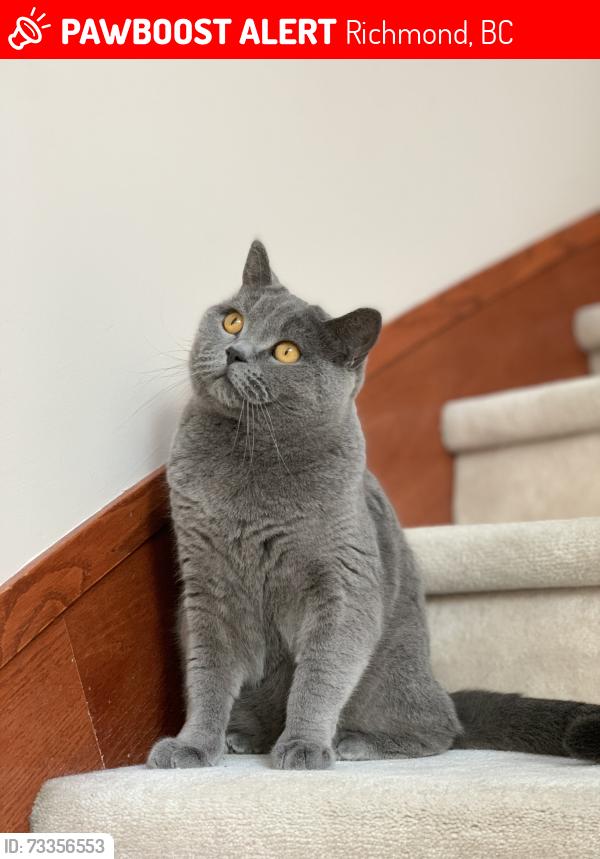 Lost Male Cat last seen No 4 road, Williams road and shell road, Richmond, BC 