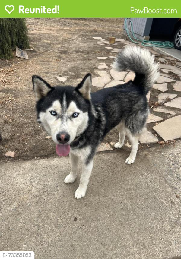 Reunited Male Dog last seen Nuevo, ca near yucca ave, Nuevo, CA 92567