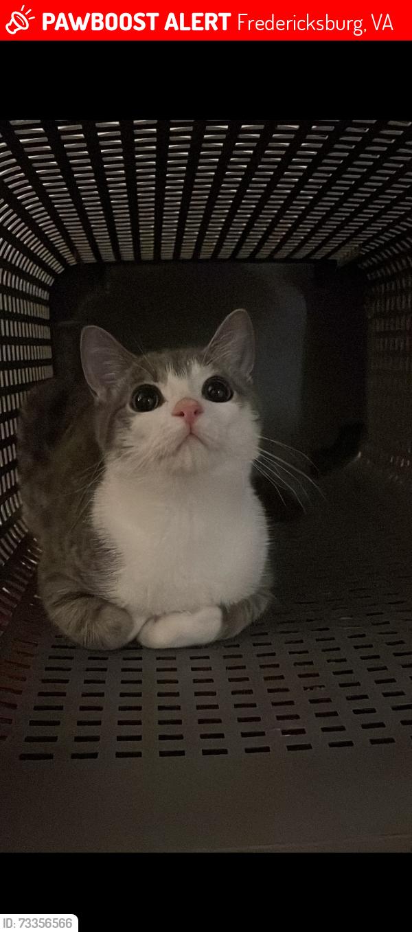 Lost Male Cat last seen i don’t remember, Fredericksburg, VA 22401