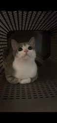 Lost Male Cat last seen i don’t remember, Fredericksburg, VA 22401