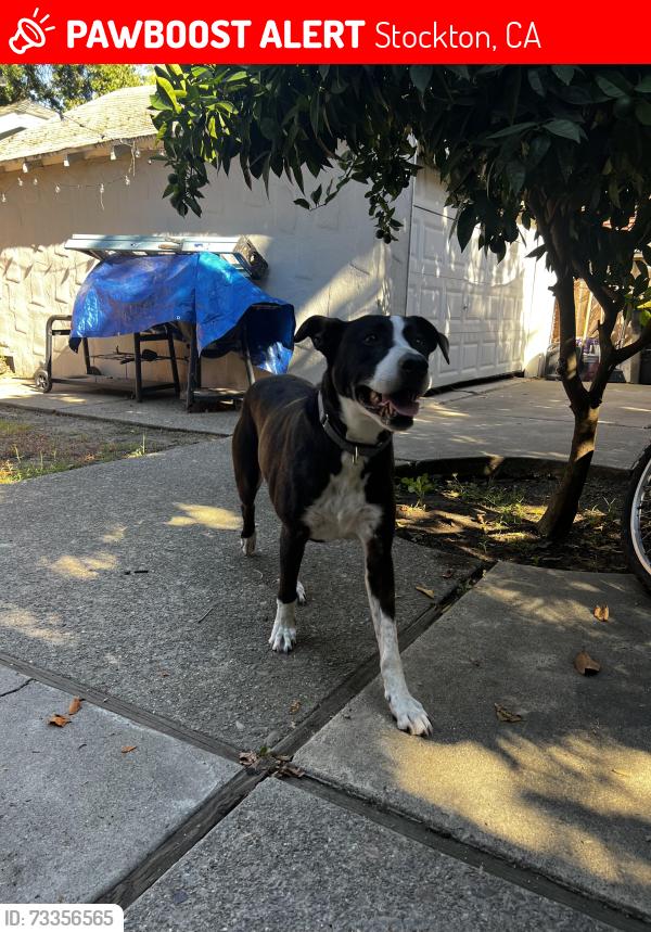 Lost Male Dog last seen San Jose st, Stockton, CA 95203