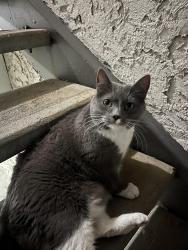 Found/Stray Female Cat last seen Cottonwood apmts, Salt Lake City, UT 84117