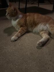 Reunited Male Cat last seen Public Storage- West Gate & Nesbit dr. Austin Tx, Austin, TX 78748