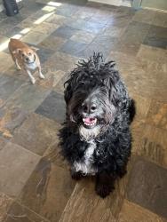 Lost Female Dog last seen North College/287 & Sheilds, Fort Collins, CO 80524