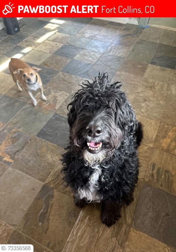 Lost Female Dog last seen North College/287 & Sheilds, Fort Collins, CO 80524
