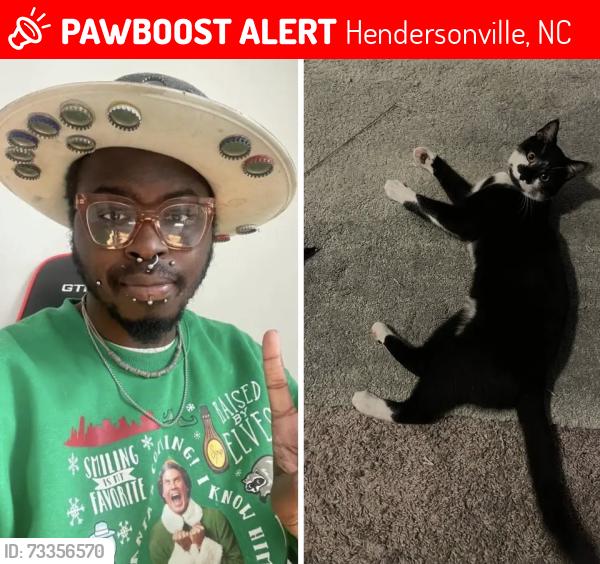 Lost Male Cat last seen Kanuga and Temon, Hendersonville, NC 28739