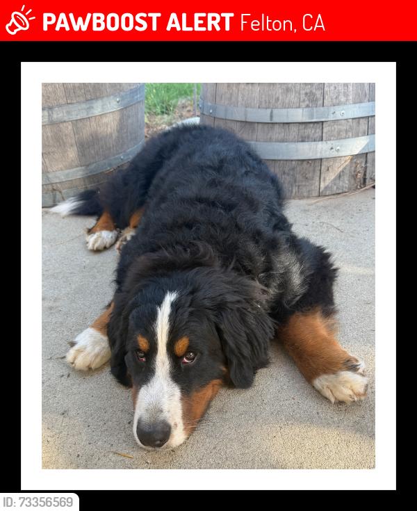 Lost Male Dog last seen Hwy 9, Felton, CA 95018