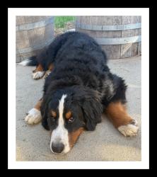 Lost Male Dog last seen Hwy 9, Felton, CA 95018