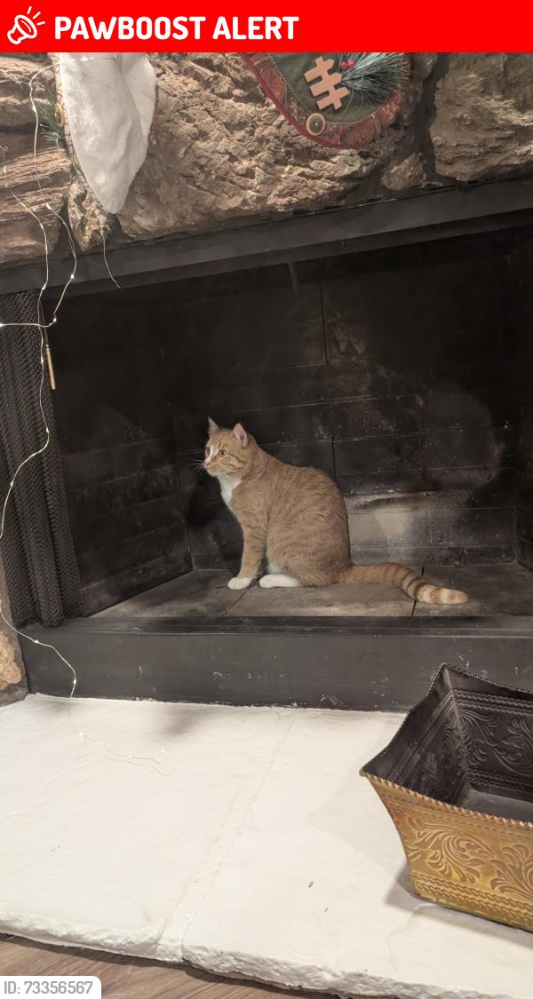 Lost Male Cat last seen Platinum deive, Colorado Springs, CO 80918