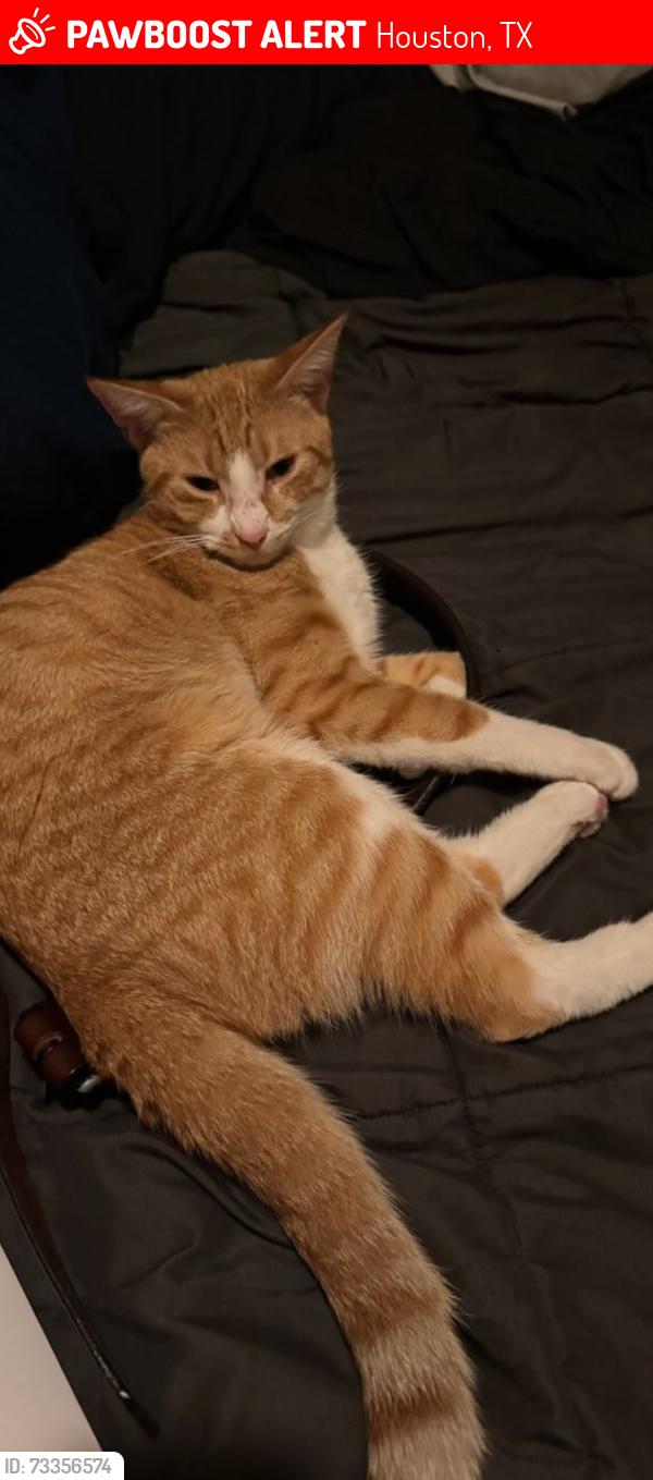 Lost Male Cat last seen Tupelo Dr and empty nest st, Houston, TX 77429