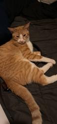 Lost Male Cat last seen Tupelo Dr and empty nest st, Houston, TX 77429