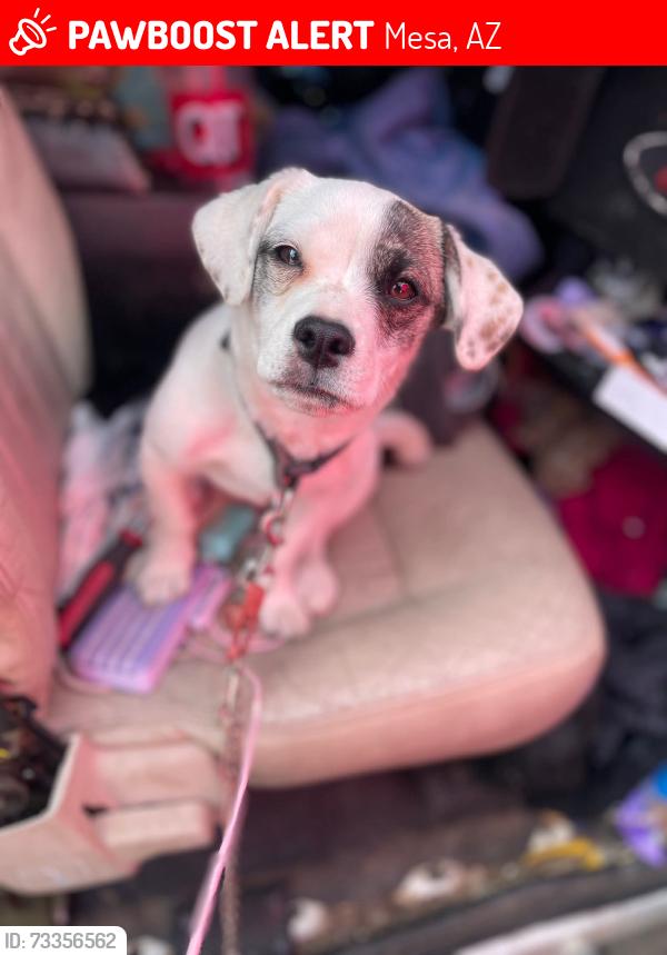 Lost Female Dog last seen Twin knolls Mountain/ jaunita mobile home park, Mesa, AZ 85207