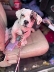Lost Female Dog last seen Twin knolls Mountain/ jaunita mobile home park, Mesa, AZ 85207