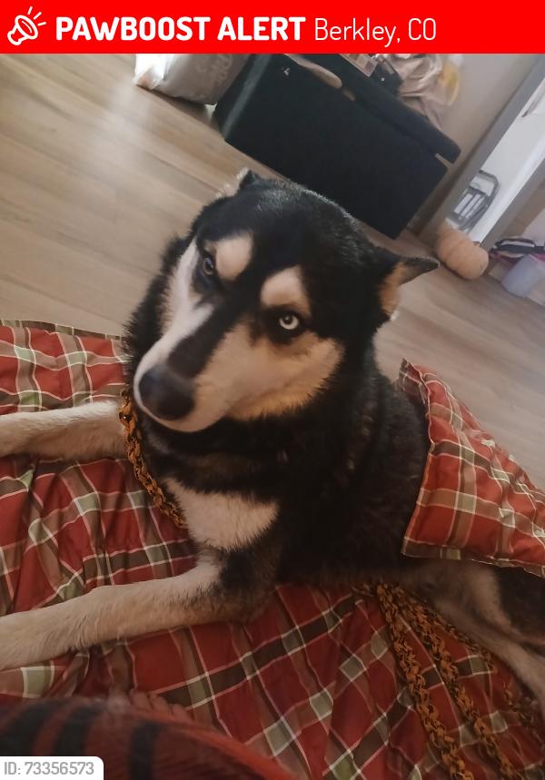 Lost Male Dog last seen W 62nd and federal, Berkley, CO 80221